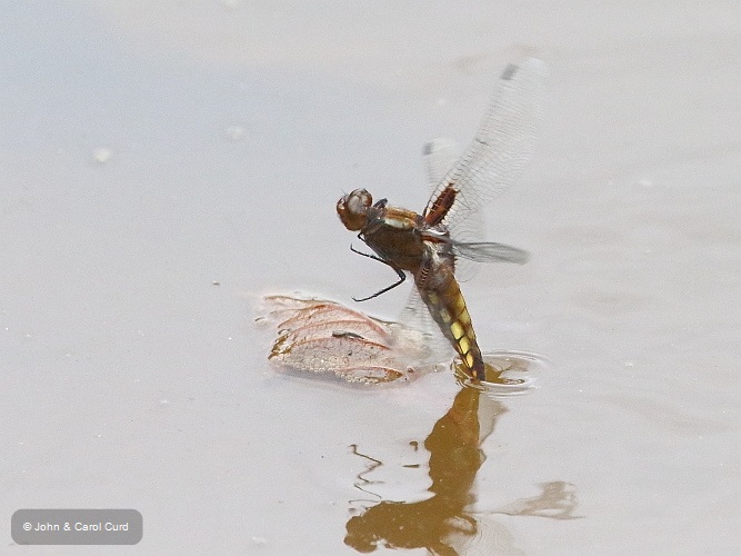 J16_2082 Libellula depressa ovip.JPG